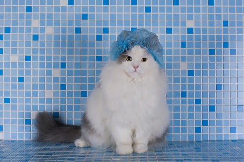 シャワーキャップをかぶった猫