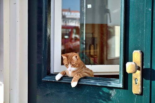 ドアから覗く猫