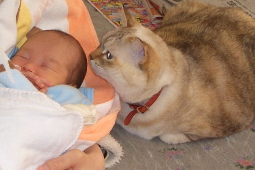 猫と赤ちゃんの同居