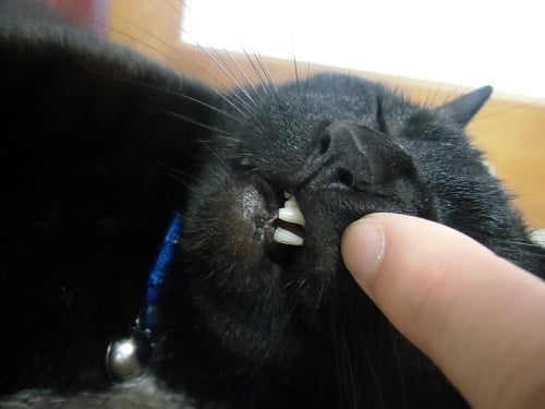 猫の牙が折れる