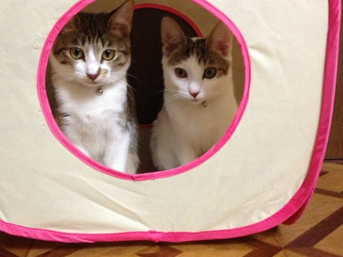 テントの中にいる猫