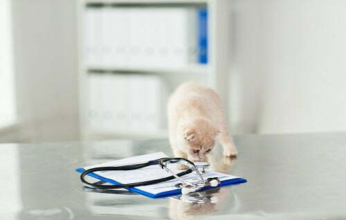 猫と聴診器