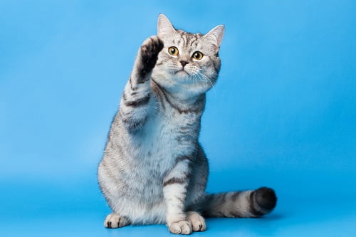 手を挙げる猫