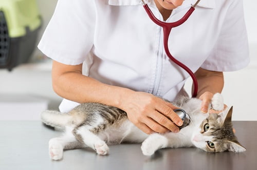 獣医と猫