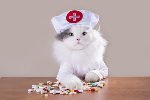 猫の医者