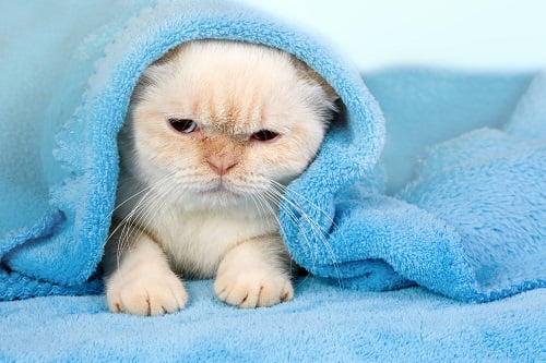 水色のタオルに覆われる猫