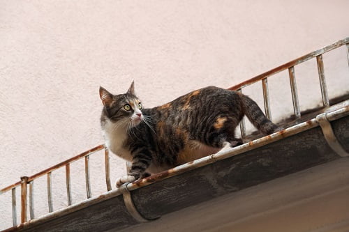 屋根を歩く猫