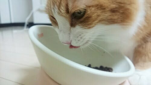エサを食べる猫