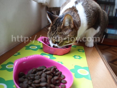 シンプリーを食べる猫