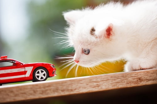 車のおもちゃと猫
