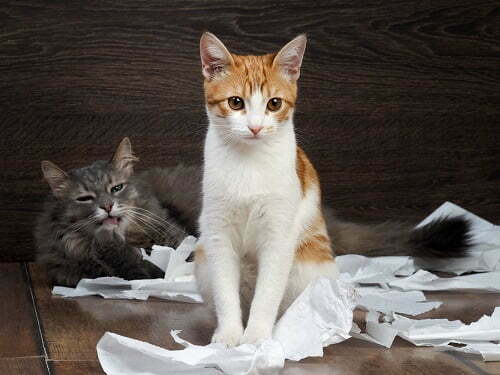猫2匹とトイレットペーパー