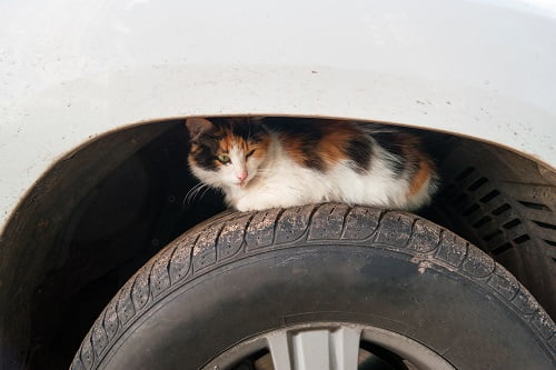タイヤにいる猫