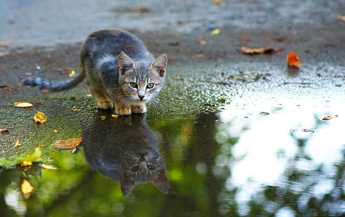 水だまりにいる猫
