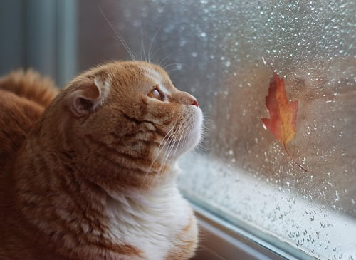 外を見る猫