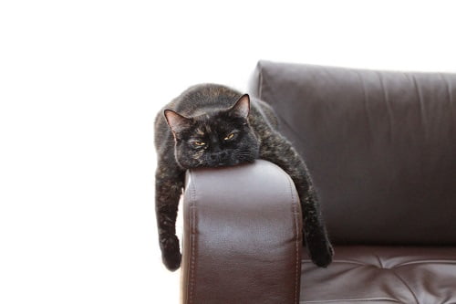 ソファで寝る黒猫