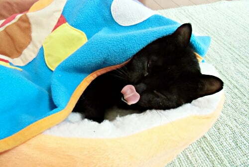 横になって舌を出す猫