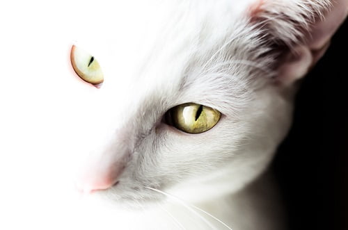 白い猫の目