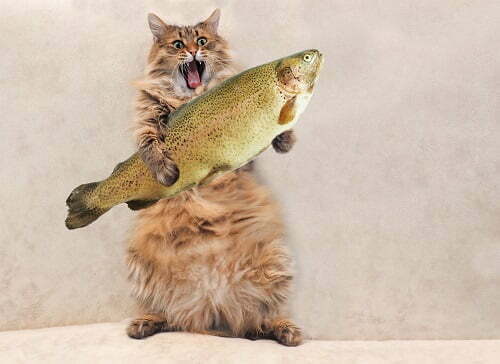 魚をかむ猫