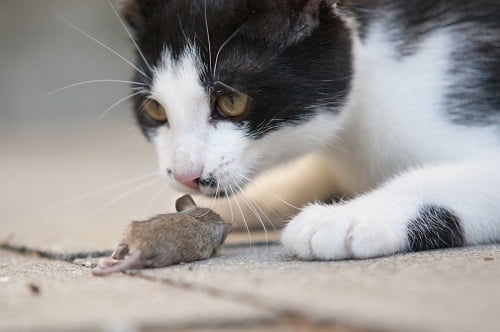 ネズミを捕まえる猫