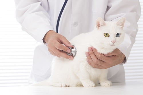 白猫と医者