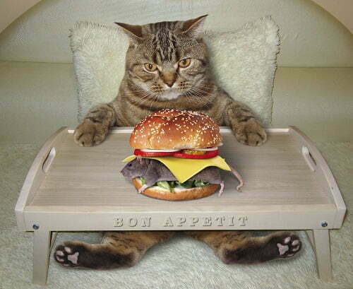 ハンバーガーを食べる猫