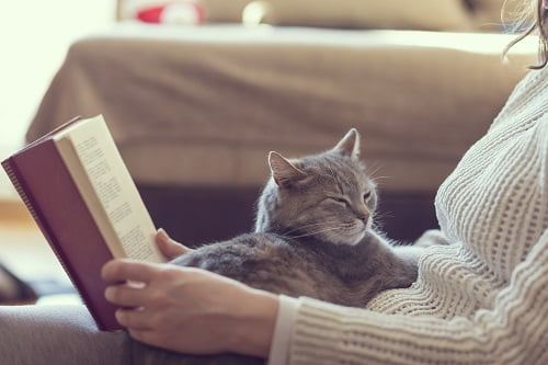 猫と本を読む