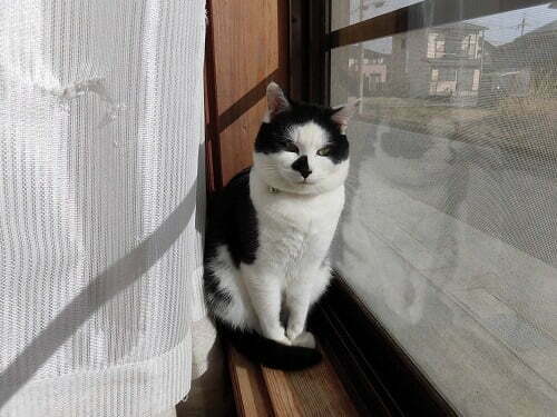 影から見る猫