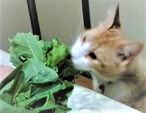 野菜を食べる猫