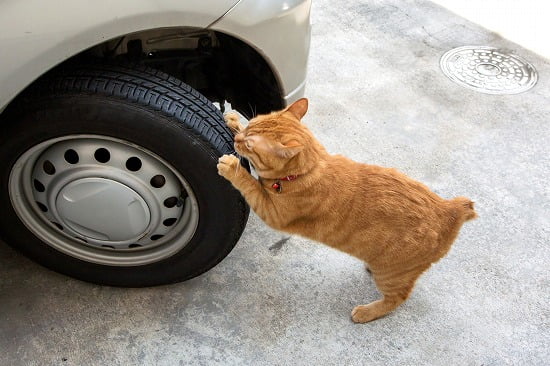 タイヤをひっかく猫