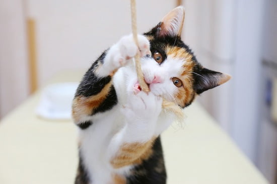 紐をかむ猫