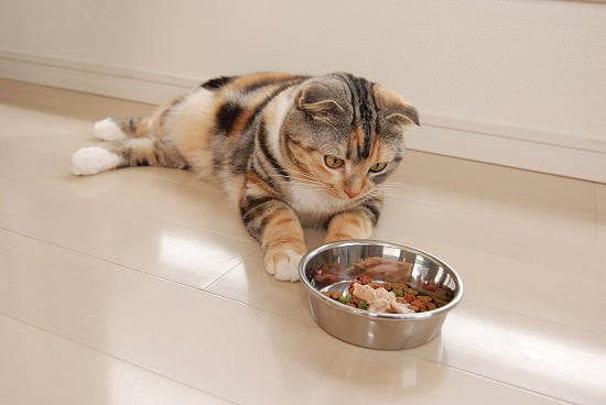 猫の餌を温めるのが良い理由