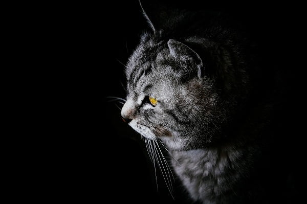 暗闇にいる猫