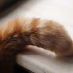 猫の毛