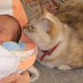 猫と赤ちゃんの同居