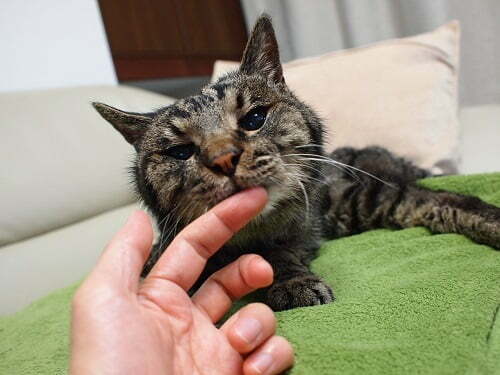 指を噛む猫