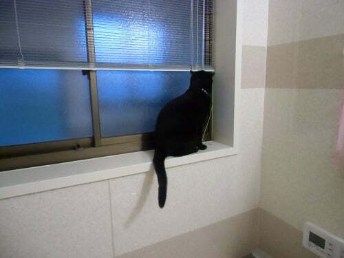 窓のそばにいる猫