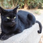 公園の黒猫
