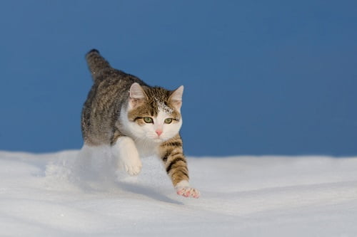 雪の中を走る猫