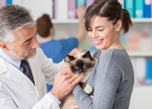 医師と飼い主と猫