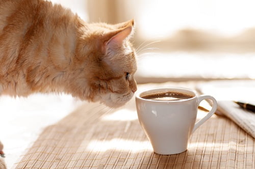麦茶を好んで飲む猫