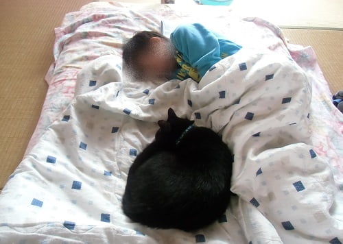 子供と寝る猫