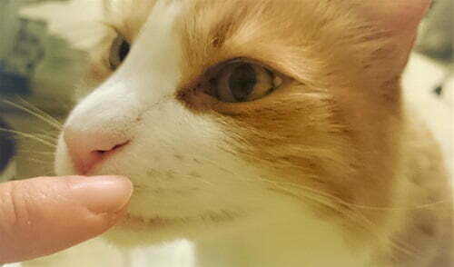指の匂いを嗅ぐ猫