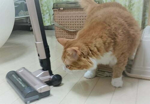 掃除機を見る猫