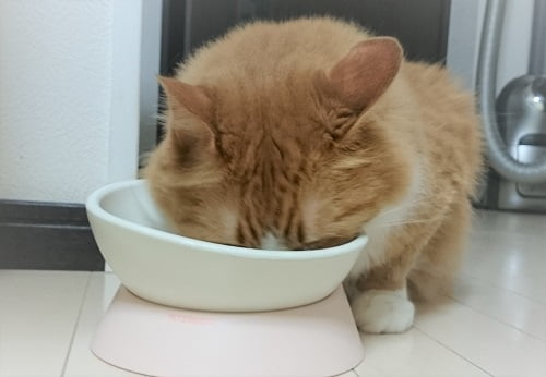 猫の味の好み