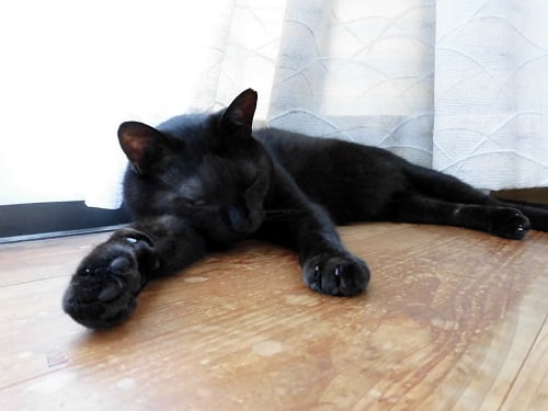 寝る黒猫