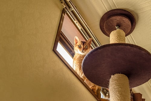 タワーにいる猫