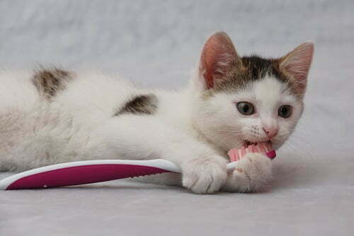 歯ブラシをかむ猫