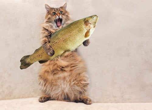 魚を持つ猫