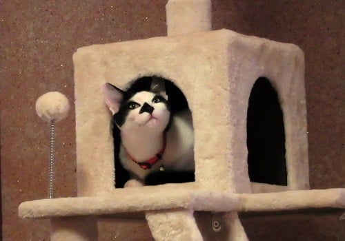 タワーで遊ぶ猫