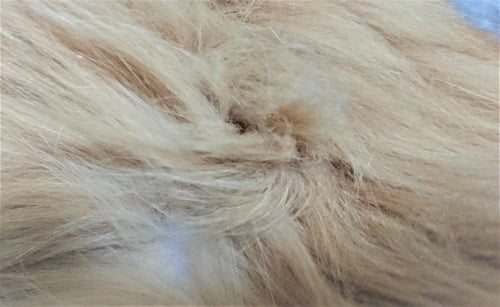 猫の毛